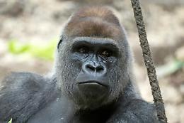 Istinto letale o pazzia da cattivit&agrave;? La furia del gorilla fa due vittime nello zoo di Basilea