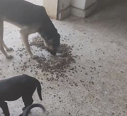 Caldo estremo, l'Oipa Ragusa: "Ricordiamoci di aiutare anche gli animali"