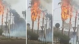 Incendio di sterpaglie si propaga alle palme ad alto fusto dello spartitraffico, paura a Lentini