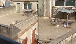 Cuccioli morti sul terrazzo per il caldo a Sciacca: denunciato un 41enne