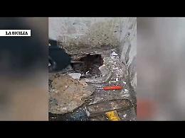 Smantellato un "fortino" videosorvegliato dello spaccio a San Cristoforo: arrestato 38enne