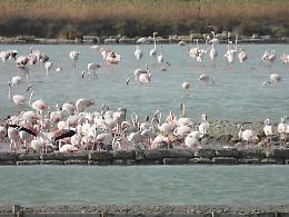 Storico traguardo: il fenicottero rosa nidifica per la prima volta nella Riserva delle Saline di Trapani e Paceco