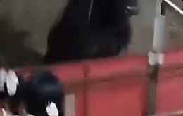 Follia alla corrida: il toro impazzito salta tra la folla, il video choc