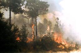 Boschi inceneriti dalle fiamme a Enna, la promessa del Comune: "Subito un piano per ripiantumare"
