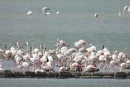Evento storico alle Saline di Trapani: per la prima volta nidifica il fenicottero rosa