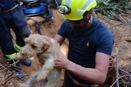 Due cagnolini intrappolati nella tana di un tasso: salvati dai vigili del fuoco a Rivoli