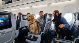 Ita Airways ammette cani di grossa taglia in cabina