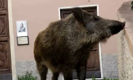 Ispica, si ritrova con il cinghiale dentro casa: &egrave; allarme
