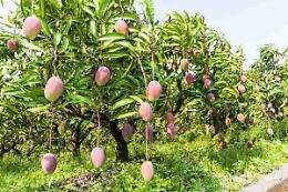 Rubano 120 chili di mango in un'azienda agricola a Balestrate: arrestati padre, figlio e un complice