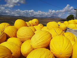 Le sagre del weekend in Sicilia: dal melone giallo al "Carrua Fest", dal Carnevale di Acireale al vino cosa c'&egrave; da fare nel fine settimana