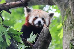 Addio Haiku, il secondo panda rosso pi&ugrave; anziano d'Italia