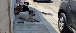 Scoglitti, branco di randagi assale un ragazzino. L'intervento di un bagnante evita il peggio