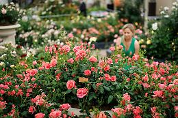 In Sicilia i fiori diventano mestiere: il flower designer riconosciuto come figura professionale dalla Regione