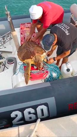 Ragusa, la Protezione civile salva pure una Caretta caretta