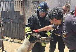 Incendio devasta un&rsquo;officina a Menfi, sette cani intrappolati tra fumo e bombole a rischio esplosione: tutti salvi