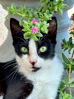 E' la Giornata mondiale del gatto: eccolo in una carrellata di pose belle e buffe