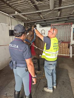 Stalla abusiva a Picanello con un cavallo e un puledro: microchip installato e multa da 6.000 euro