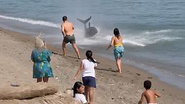 Paura a Marbella: un tonno di due metri insegue bagnante fin sul bagnasciuga, il video &egrave; impressionante