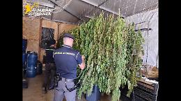 Sequestrati 400 chili di marijuana nel Palermitano sei denunce