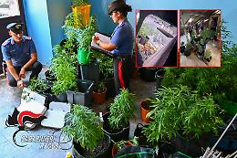 Ragusa, coltivava marijuana in casa: arrestato un 44enne