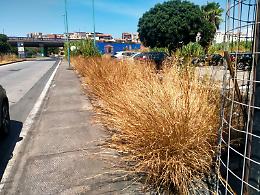 &laquo;Non possiamo coprire tutta la citt&agrave;&raquo;: l'ammissione dell'assessore Petralia sul verde a Catania
