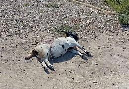 Randagismo a Frigintini, capretta uccisa dal branco: cresce la paura