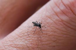 L'ombra del West Nile sulla Lombardia: professore in pensione muore a Pavia