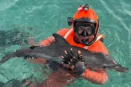 Cucciolo di delfino in difficolt&agrave; a Magaggiari: tratto in salvo dalla Capitaneria di Terrasini e liberato a Capo Rama
