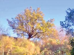 Salvi gli alberi monumentali di viale Amedeo Acese