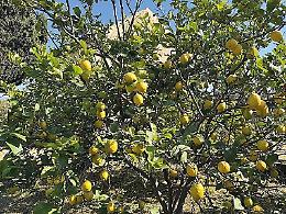 Progetto "Lemon" del Gal Terre di Aci: l'agricoltura "5.0" al servizio di quella tradizionale