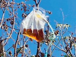 L’ultimo affronto, sacche di urina sugli alberi: «A Catania si fa una battaglia contro la decenza»