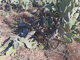 Allarme cinghiali in campagna: «Segnalate diverse invasioni»