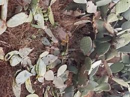 Allarme cinghiali: scendono in campo i cacciatori 