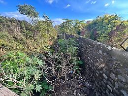 Torrenti Jungo e Macchia ancora invasi da erbacce