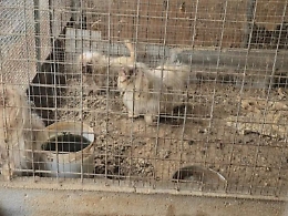 Canile-lager: denunciato il gestore