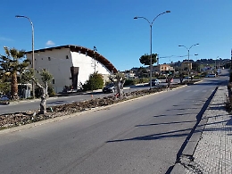 San Cataldo, proposto un regolamento per la raccolta delle olive: «Sono dei semi di comunità»