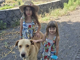 Zafferana: muore cane assalito da un branco di randagi