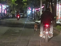Il motociclista trascina il cane al guinzaglio in via Plebiscito a Catania: «Questo è maltrattamento»