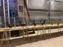 Polemica per la fiera degli uccelli ai Cantieri culturali alla Zisa: "Scelta incoerente, lo Spazio Zero non pu&ograve; essere un jolly"