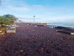 Mondello, corsa contro il tempo: task force al lavoro per rimuovere la posidonia e restituire la spiaggia entro Pasqua