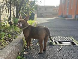 Salvano un cane che poi diventa la mascotte della caserma