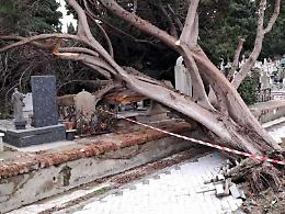 Alberi, ville e cimiteri le ferite ancora aperte dopo il ciclone Ulrike