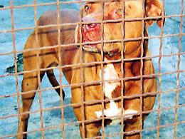 Canili privati, ancora debiti e appalto della discordia