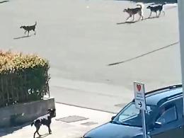 Quartirello &ldquo;ostaggio&rdquo; di un branco di cani randagi: &laquo;Uscire di casa &egrave; diventato pericoloso&raquo;