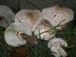 Funghi, tempo di delizie e di pericoli: ecco le trappole da evitare