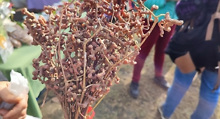 Che albero &egrave;? Viene dall'Himalaya, cresce a Giarre e ha degli strani "frutti" che sanno di uva passa