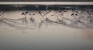 Lo spettacolo dei fenicotteri rosa che svernano al lago di Pergusa: una quarantina in riserva