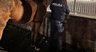 Paura tra le auto a Catania: due cavalli in giro senza redini vicino al Faro Biscari