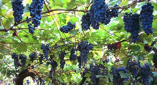 Olimpiadi Milano-Cortina: un Etna Doc rosso tra i 26 vini ambasciatori a Casa Italia