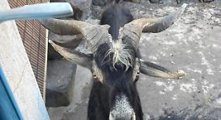 Le caprette selvatiche di Stromboli e Alicudi saranno catturate: interventi per preservare le due isole